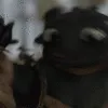 NF_fight