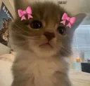 UUC_CatCutie