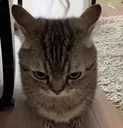 Cat_angy