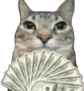 cheekycashcat
