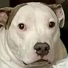 emote_wait_what emote_wait_what