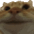 cat_yes