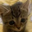 SadKitty