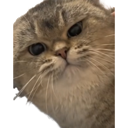 Excuseme Discord sticker | House