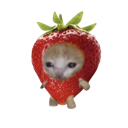 :berrycat:
