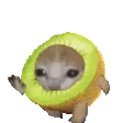 kiwirun animated emote from House