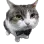 Catfancy
