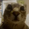 goob_so_flip