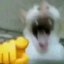 laugh