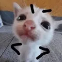 angry_cat angry_cat