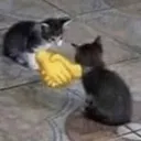catdeal catdeal