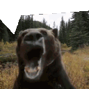 bearscream
