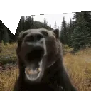 bearscream