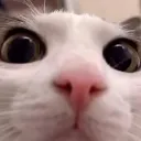 curiouscat
