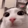 plink