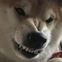 shibaangry