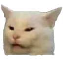 Cat Wtf catwtf Discord Emoji