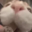 car_thechewer
