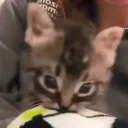 car_bite