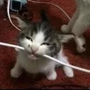 car_wirenom