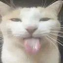 car_silly