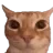 Catstare catstare Discord Emoji