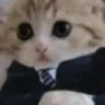 smartcat smartcat