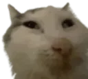 catStare