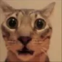 wtf