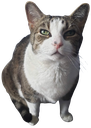 mousecomeon