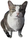 <:mousecomeon:1244095281922969790>