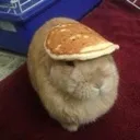 bunnypancake bunnypancake