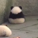 angypanda