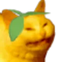 lemoncat