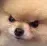 angrydog