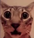 wtfcat