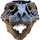 RexSkullReaction RexSkullReaction