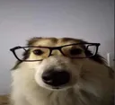 nerdog
