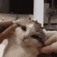 squish