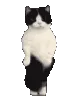 catpls
