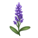 lavender
