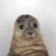 caratoge_XP Discord emoji