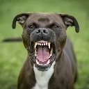Maxangry