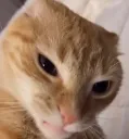 smugcat
