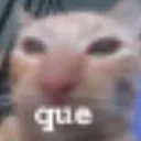 emote_cat_what emote_cat_what