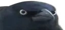 CrowofJudgement