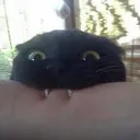 cat_vampire Discord Emoji