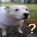 emote_dog_doubt emote_dog_doubt
