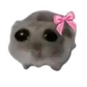 cute_hamster cute_hamster