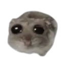 sad_hamster